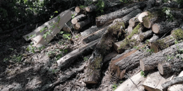 Ανήλικος αλλοδαπός στην Καστοριά υλοτομούσε παράνομα ξυλεία από δημόσια δασική περιοχή – Είχε στην κατοχή του και άλογα