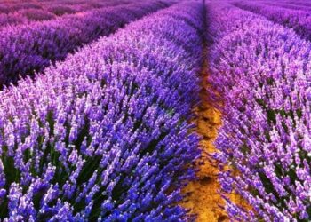 Δήμος Βοΐου: Αιτήσεις αποζημιώσεων για παραγωγούς λεβάντας