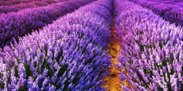 Δήμος Βοΐου: Αιτήσεις αποζημιώσεων για παραγωγούς λεβάντας