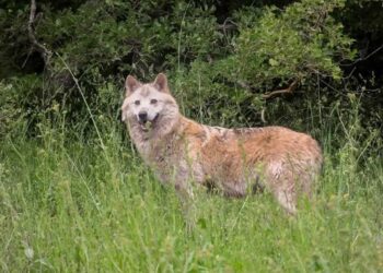Εισαγγελέας διέταξε τη μεταφορά λύκων από την Πάρνηθα σε βουνά της Βόρειας Ελλάδας