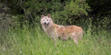 Εισαγγελέας διέταξε τη μεταφορά λύκων από την Πάρνηθα σε βουνά της Βόρειας Ελλάδας