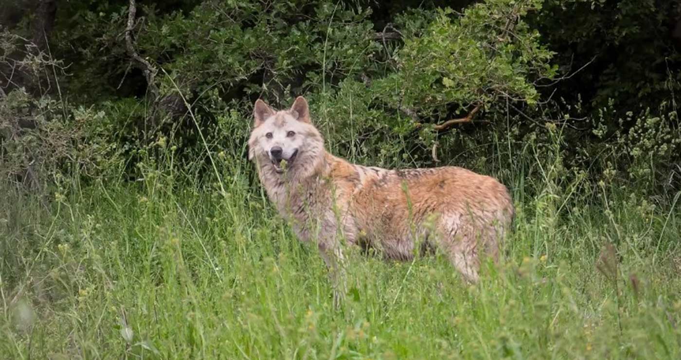 Εισαγγελέας διέταξε τη μεταφορά λύκων από την Πάρνηθα σε βουνά της Βόρειας Ελλάδας