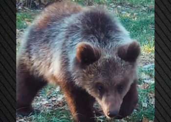 Η «Μάρθα», το ορφανό αρκουδάκι που είχε βρεθεί σε αυλή σπιτιού στο Εμπόριο Εορδαίας, επιστρέφει στη φύση – Δείτε βίντεο