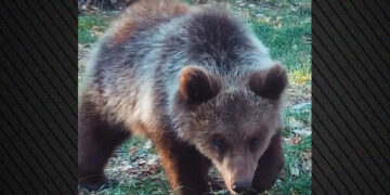 Η «Μάρθα», το ορφανό αρκουδάκι που είχε βρεθεί σε αυλή σπιτιού στο Εμπόριο Εορδαίας, επιστρέφει στη φύση – Δείτε βίντεο