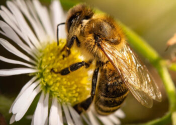 «Οι μέλισσες δεν ζητούν τίποτα, κι όμως προσφέρουν τα πάντα» – Μήνυμα του Μελισσοκομικού Συλλόγου Π.Ε. Κοζάνης για την Παγκόσμια Ημέρα Μέλισσας