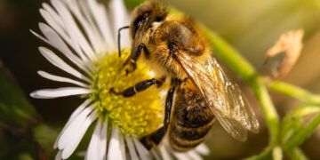 «Οι μέλισσες δεν ζητούν τίποτα, κι όμως προσφέρουν τα πάντα» – Μήνυμα του Μελισσοκομικού Συλλόγου Π.Ε. Κοζάνης για την Παγκόσμια Ημέρα Μέλισσας