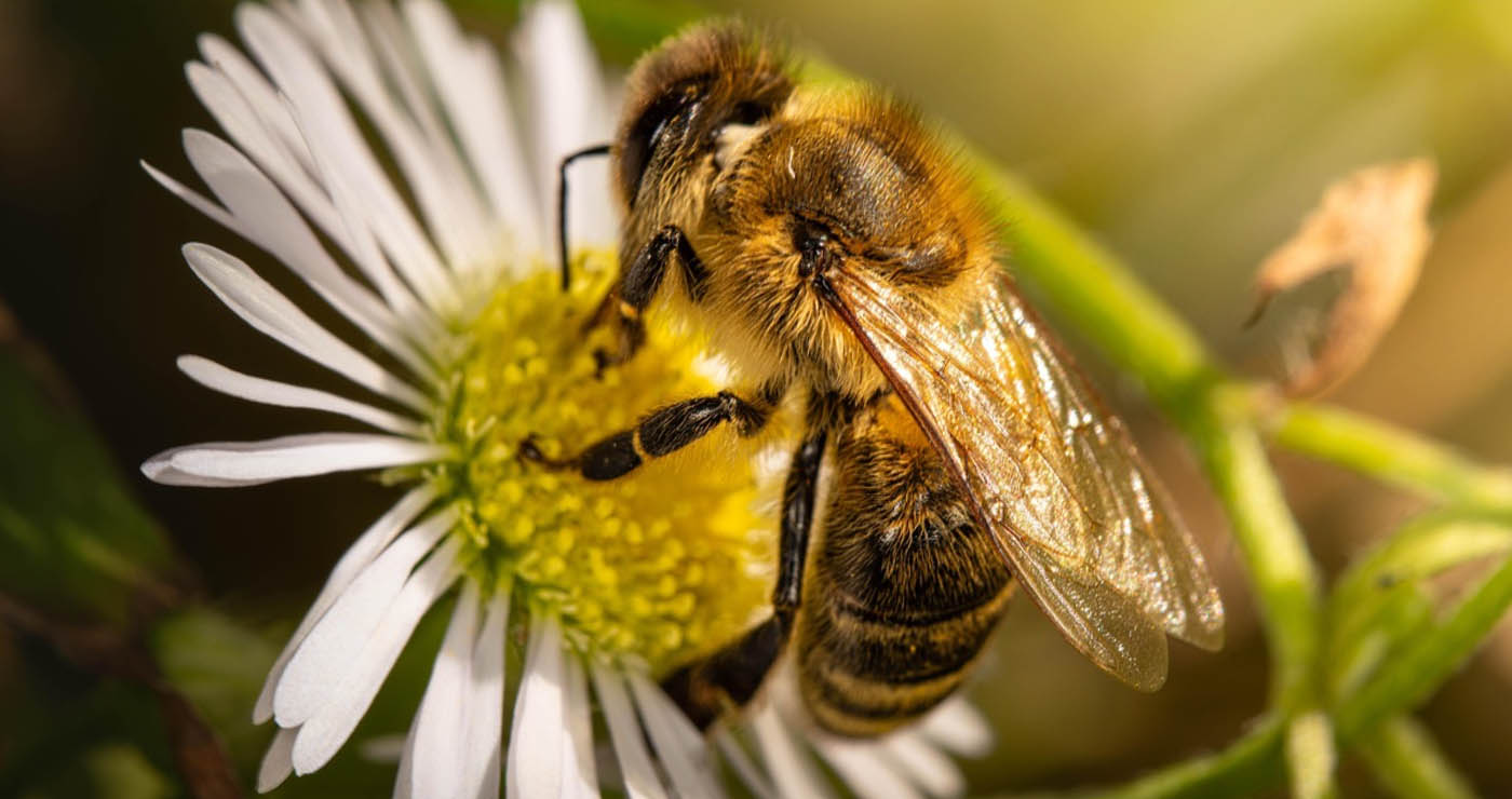 «Οι μέλισσες δεν ζητούν τίποτα, κι όμως προσφέρουν τα πάντα» – Μήνυμα του Μελισσοκομικού Συλλόγου Π.Ε. Κοζάνης για την Παγκόσμια Ημέρα Μέλισσας