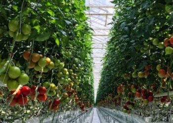 Επένδυση 165 εκατ. προωθεί στην Πτολεμαΐδα η Wonderplant – Τι αναφέρει ρεπορτάζ της ΚΑΘΗΜΕΡΙΝΗΣ