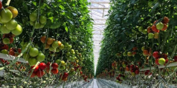 Επένδυση 165 εκατ. προωθεί στην Πτολεμαΐδα η Wonderplant – Τι αναφέρει ρεπορτάζ της ΚΑΘΗΜΕΡΙΝΗΣ