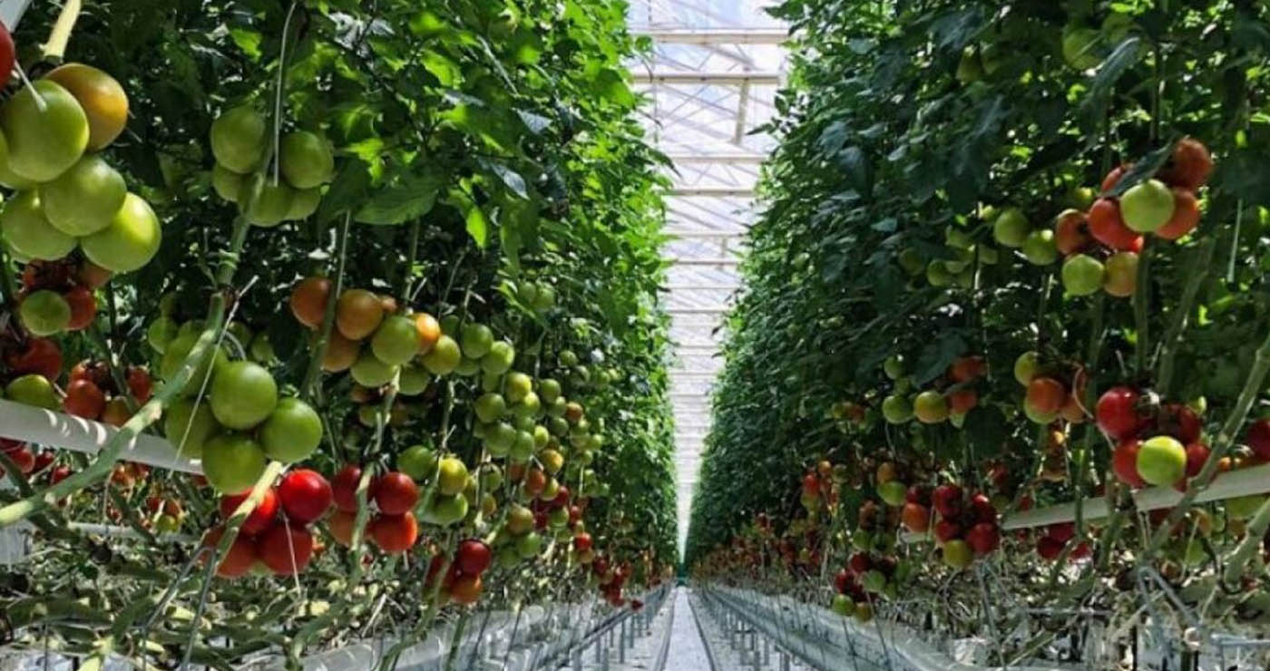 Επένδυση 165 εκατ. προωθεί στην Πτολεμαΐδα η Wonderplant – Τι αναφέρει ρεπορτάζ της ΚΑΘΗΜΕΡΙΝΗΣ