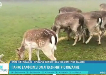 Κοζάνη: Ένα πάρκο ελαφιών σαν να βγήκε από παραμύθι (Βίντεο)