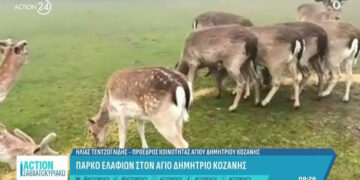 Κοζάνη: Ένα πάρκο ελαφιών σαν να βγήκε από παραμύθι (Βίντεο)