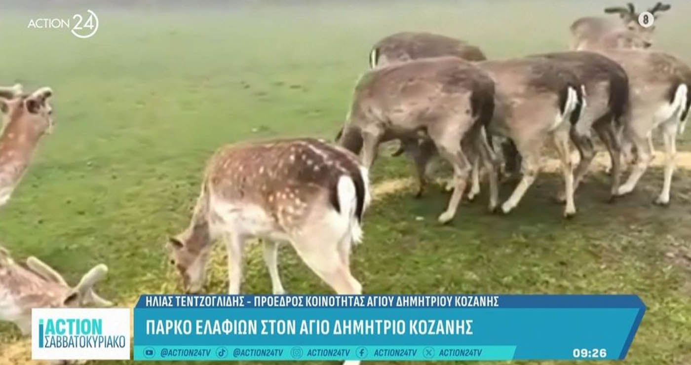 Κοζάνη: Ένα πάρκο ελαφιών σαν να βγήκε από παραμύθι (Βίντεο)