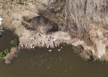 Πώς η κλιματική κρίση χτυπά τις εκατοντάδες φωλιές πελεκάνων στη Μικρή Πρέσπα