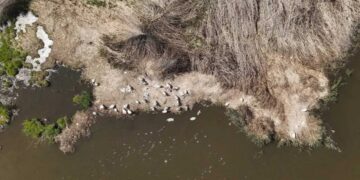 Πώς η κλιματική κρίση χτυπά τις εκατοντάδες φωλιές πελεκάνων στη Μικρή Πρέσπα