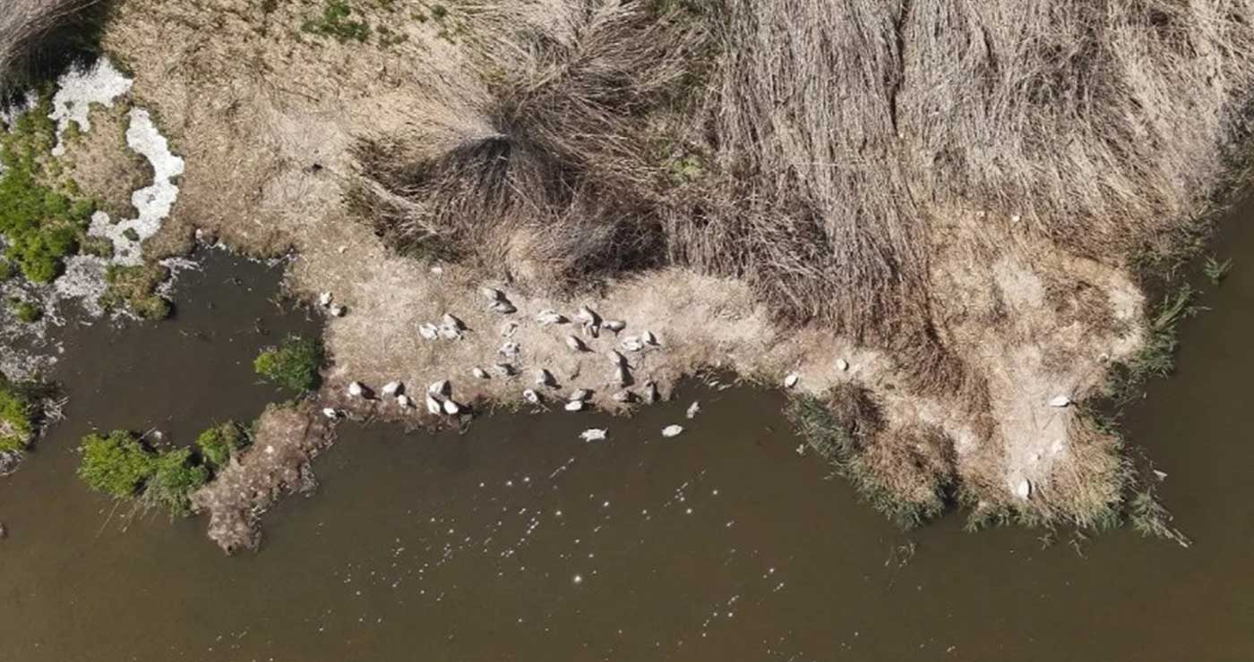 Πώς η κλιματική κρίση χτυπά τις εκατοντάδες φωλιές πελεκάνων στη Μικρή Πρέσπα