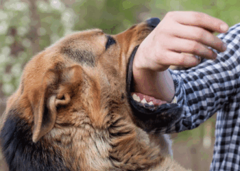 Κοζάνη: Σκύλος δάγκωσε ανήλικη και την έστειλε στο Νοσοκομείο – Συνελήφθη η ιδιοκτήτριά του