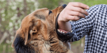 Κοζάνη: Σκύλος δάγκωσε ανήλικη και την έστειλε στο Νοσοκομείο – Συνελήφθη η ιδιοκτήτριά του