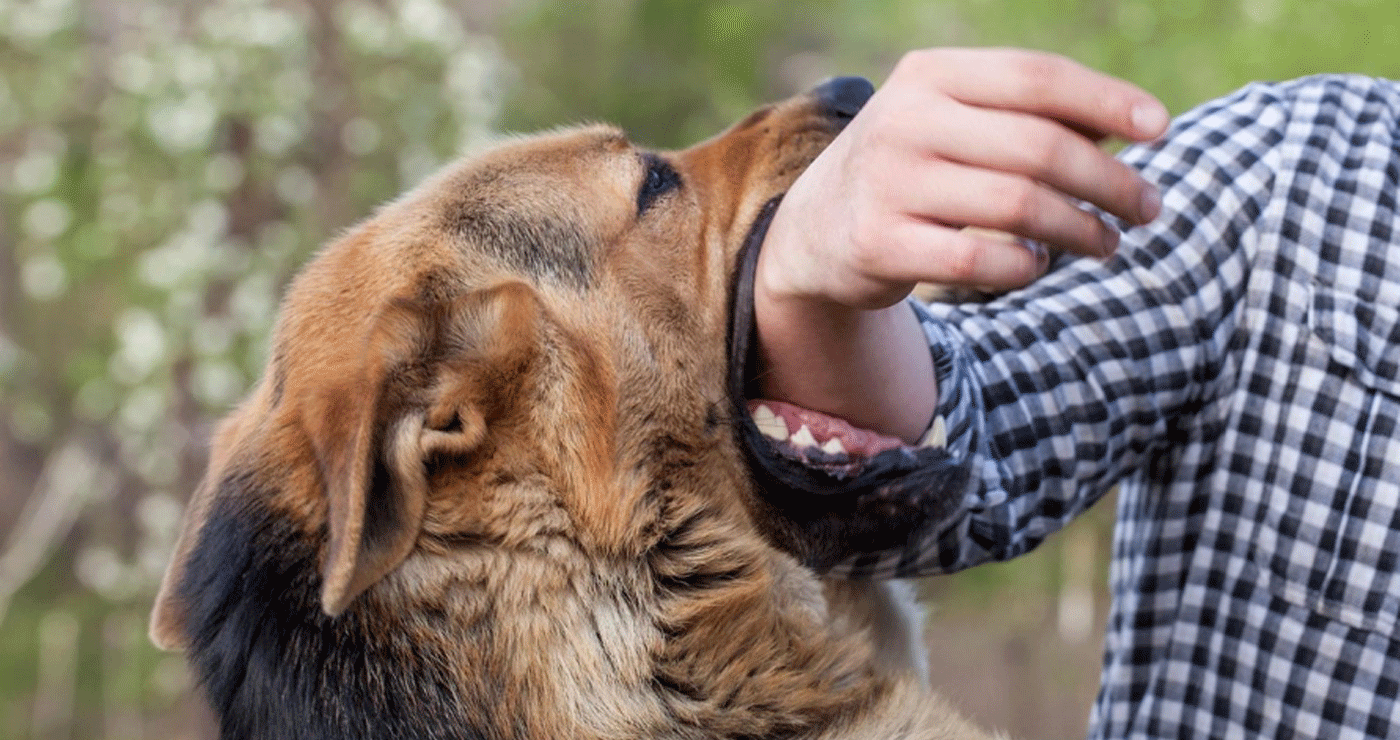Κοζάνη: Σκύλος δάγκωσε ανήλικη και την έστειλε στο Νοσοκομείο – Συνελήφθη η ιδιοκτήτριά του