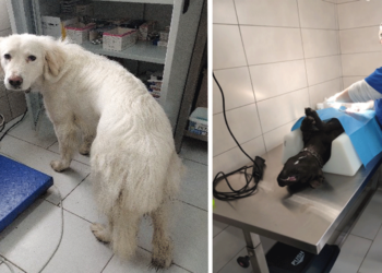 Διήμερο στειρώσεων σε δεσποζόμενα και αδέσποτα ζώα πραγματοποιήθηκε στο Δήμο Εορδαίας