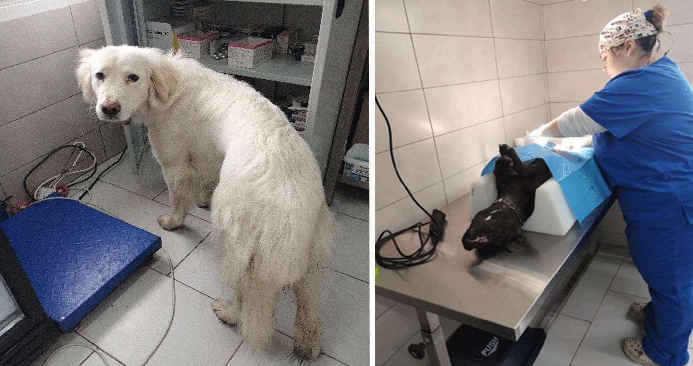 Διήμερο στειρώσεων σε δεσποζόμενα και αδέσποτα ζώα πραγματοποιήθηκε στο Δήμο Εορδαίας