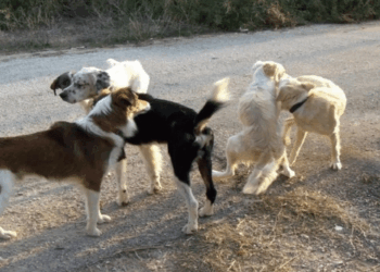 Θεσσαλονίκη: Πάνω από 150 γάτες και σκύλοι ζούσαν σε άθλιες συνθήκες σε μονοκατοικία 53χρονης