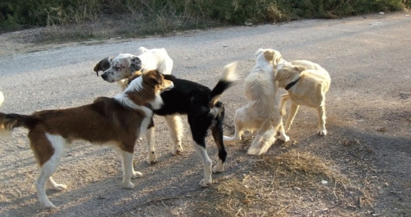 Θεσσαλονίκη: Πάνω από 150 γάτες και σκύλοι ζούσαν σε άθλιες συνθήκες σε μονοκατοικία 53χρονης