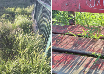 Επισήμανση αναγνώστη για τα χόρτα στο πάρκο κοντά στην πιτσαρία Il Santo στην Πτολεμαΐδα