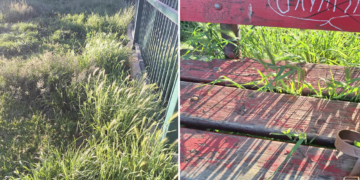 Επισήμανση αναγνώστη για τα χόρτα στο πάρκο κοντά στην πιτσαρία Il Santo στην Πτολεμαΐδα