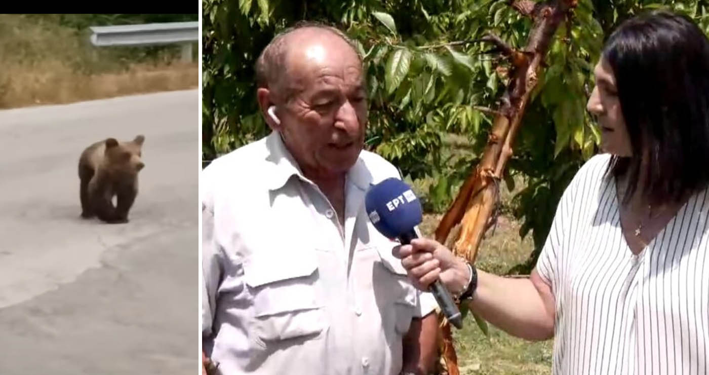 Αρκούδα σήκωσε τρακτέρ στον αέρα και προκάλεσε ζημιές σε κερασιές στο Μεσόβουνο Εορδαίας (Βίντεο)