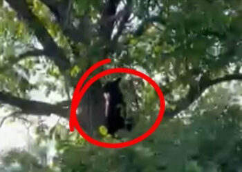 Καστοριά: Αρκούδα σε αυλή – «Την κυνήγησα και ανέβηκε στο δέντρο, μετά έκανε βόλτες» (Βίντεο)