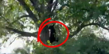 Καστοριά: Αρκούδα σε αυλή – «Την κυνήγησα και ανέβηκε στο δέντρο, μετά έκανε βόλτες» (Βίντεο)