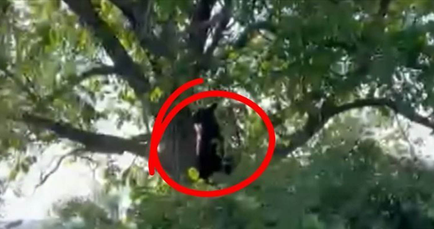 Καστοριά: Αρκούδα σε αυλή – «Την κυνήγησα και ανέβηκε στο δέντρο, μετά έκανε βόλτες» (Βίντεο)