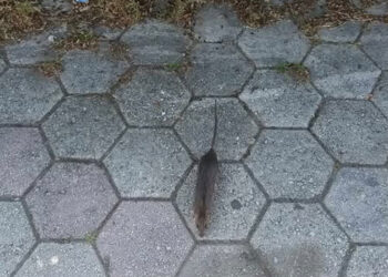 Πτολεμαΐδα – Διαμαρτυρία πολίτη: “Παρουσία ποντικών δίπλα στο Μνημείο Εθνικής Αντίστασης”