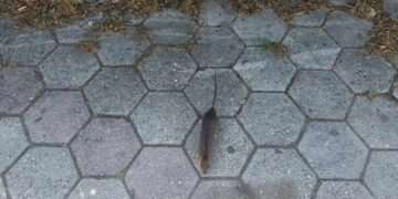 Πτολεμαΐδα – Διαμαρτυρία πολίτη: “Παρουσία ποντικών δίπλα στο Μνημείο Εθνικής Αντίστασης”