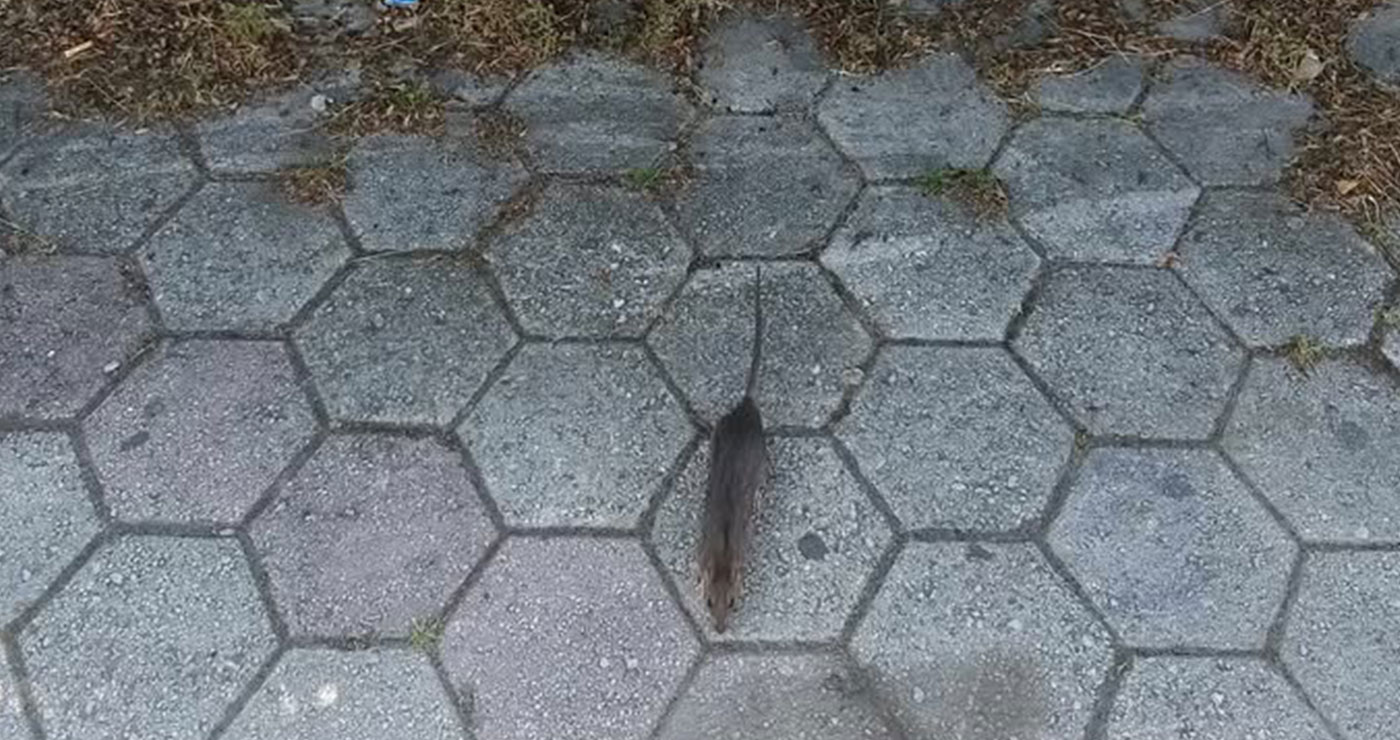 Πτολεμαΐδα – Διαμαρτυρία πολίτη: “Παρουσία ποντικών δίπλα στο Μνημείο Εθνικής Αντίστασης”