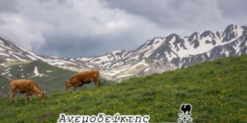 ΟΠΕΚΕΠΕ: Δήλωναν βοσκοτόπια και στη Βόρεια Μακεδονία! – Από τον ΑΝΕΜΟΔΕΙΚΤΗ (27/6)