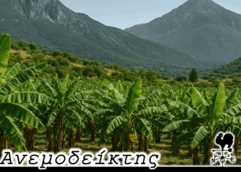 Γιατί όχι και… εξωτικά φρούτα στα βουνά της Δυτικής Μακεδονίας; – Ο Ανεμοδείκτης σχολιάζει (5/6)