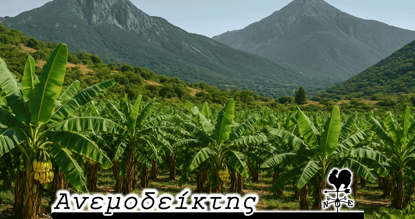 Γιατί όχι και… εξωτικά φρούτα στα βουνά της Δυτικής Μακεδονίας; – Ο Ανεμοδείκτης σχολιάζει (5/6)