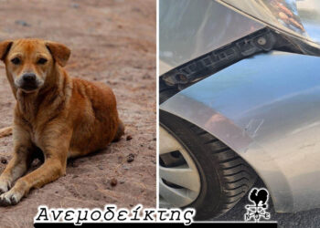 Μέχρι πότε τ’ αδέσποτα θ’ αποτελούν πρόβλημα;  – O Ανεμοδείκτης σχολιάζει (26/6)