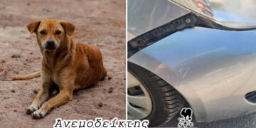 Μέχρι πότε τ’ αδέσποτα θ’ αποτελούν πρόβλημα;  – O Ανεμοδείκτης σχολιάζει (26/6)