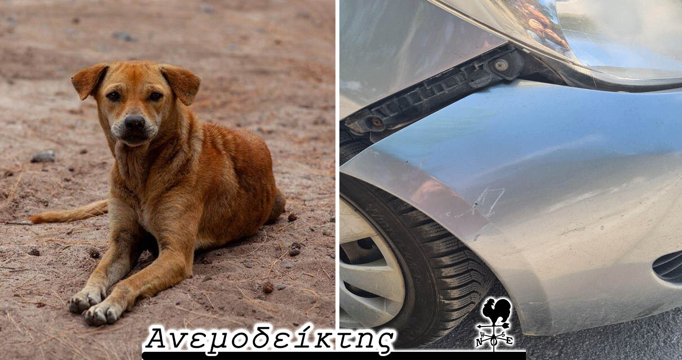 Μέχρι πότε τ’ αδέσποτα θ’ αποτελούν πρόβλημα;  – O Ανεμοδείκτης σχολιάζει (26/6)