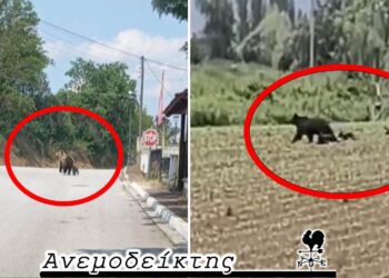 Τι πρέπει να κάνουμε αν ανταμώσουμε αρκούδα! – Ο Ανεμοδείκτης σχολιάζει (4/6)