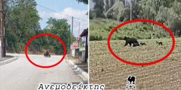 Τι πρέπει να κάνουμε αν ανταμώσουμε αρκούδα! – Ο Ανεμοδείκτης σχολιάζει (4/6)