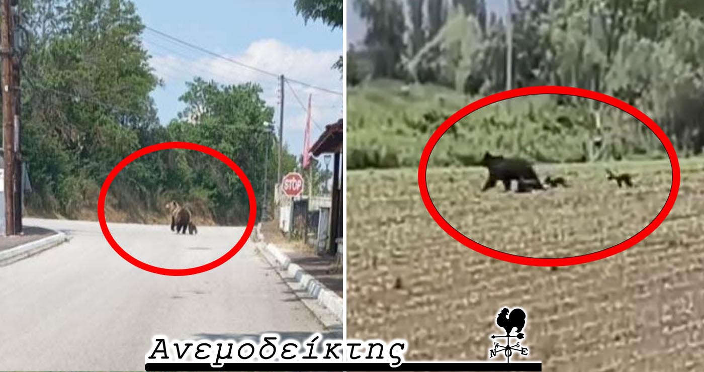 Τι πρέπει να κάνουμε αν ανταμώσουμε αρκούδα! – Ο Ανεμοδείκτης σχολιάζει (4/6)