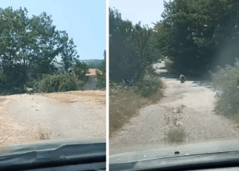 Αρκουδάκια εμφανίστηκαν στην είσοδο του Περδίκκα Εορδαίας (Βίντεο)