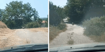 Αρκουδάκια εμφανίστηκαν στην είσοδο του Περδίκκα Εορδαίας (Βίντεο)