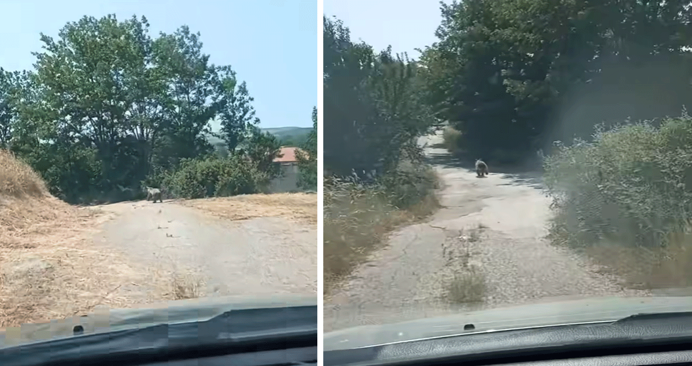 Αρκουδάκια εμφανίστηκαν στην είσοδο του Περδίκκα Εορδαίας (Βίντεο)