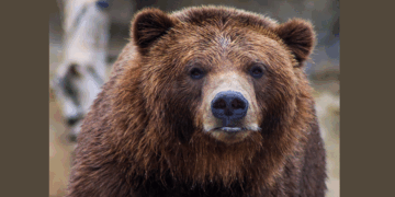 Εμφάνιση αρκούδας και στο Βαθύλακκο Κοζάνης – Προειδοποίηση προς τους κατοίκους