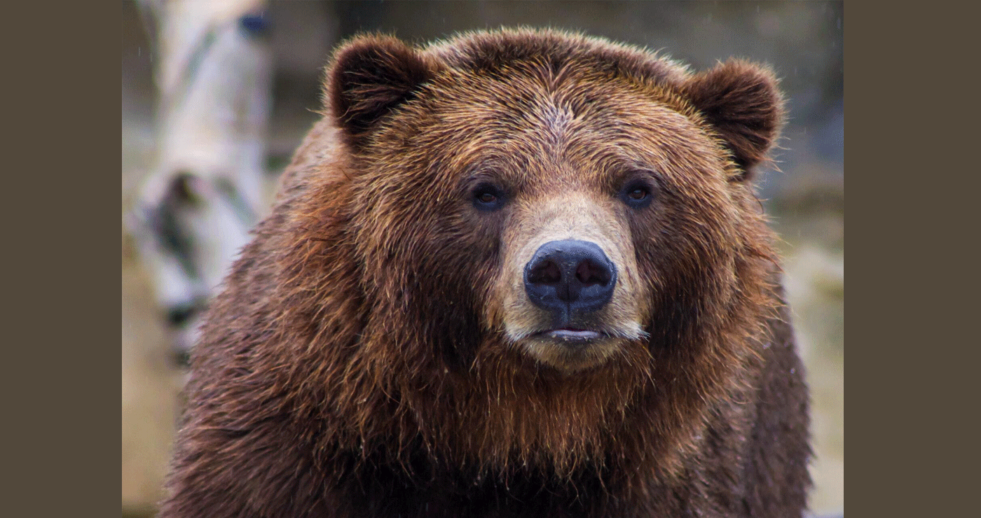 Εμφάνιση αρκούδας και στο Βαθύλακκο Κοζάνης – Προειδοποίηση προς τους κατοίκους